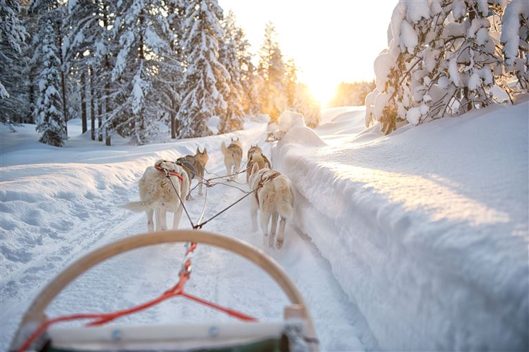 Lapplands Winterhighlights ©Rene/adobestock